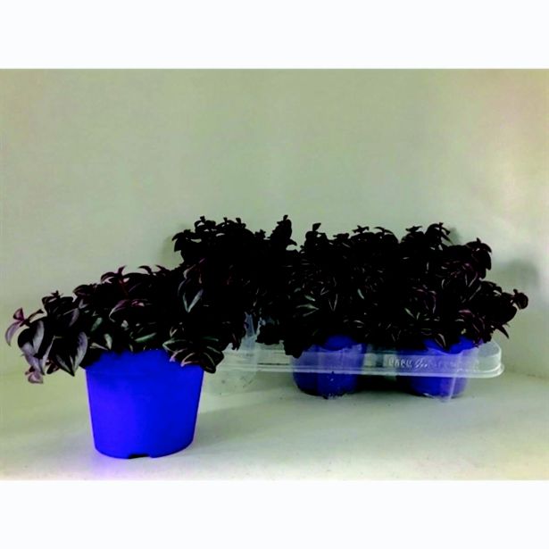 SOBNA ZELENA RASTLINA TRADESKANCIJA L12