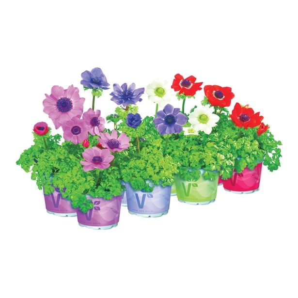 TRAJNICA ANEMONA CORONARIA ANIMO MIX L13