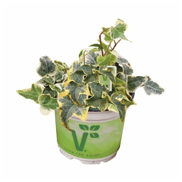 BRŠLJAN EVITA MIX L13