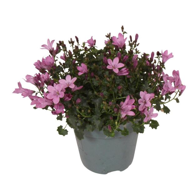 TRAJNICA CAMPANULA AMBELLA PINK (ZVONČNICA) L10.5 CM
