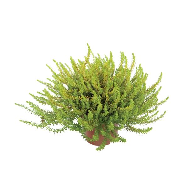 TRAJNICA ČRNA MAHUNICA EMPETRUM NIGRUM MIX