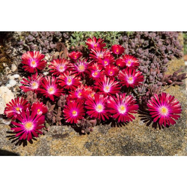 TRAJNICA DELOSPERMA JEWEL DESERT L12 CM