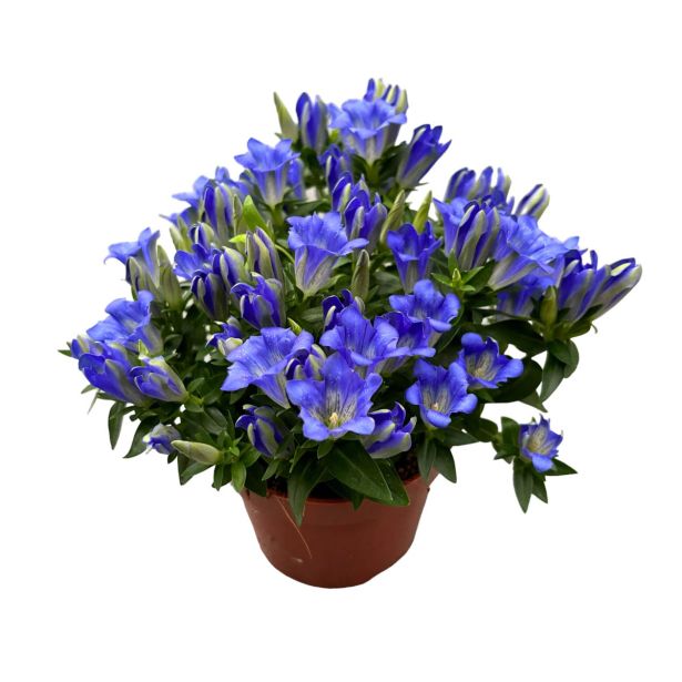 TRAJNICA ENCIJAN (GENTIANA) L12 CM