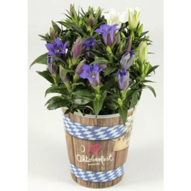 TRAJNICA ENCIJAN V OKR. LONCU L11