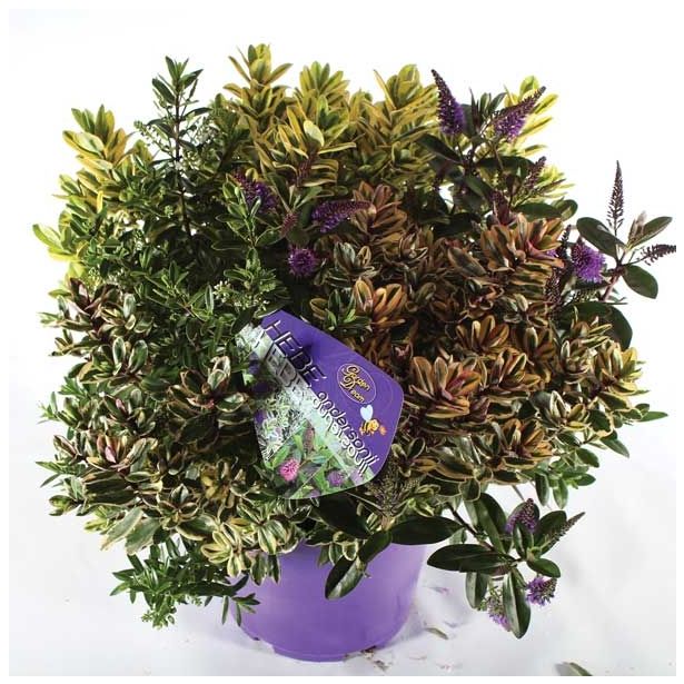 TRAJNICA HEBE MIX V SADILNEM LONCU