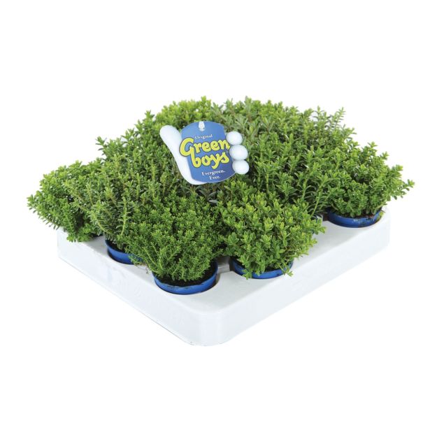 TRAJNICA HEBE, JETIČNIK ARMSTRONGII GREEN BOYS