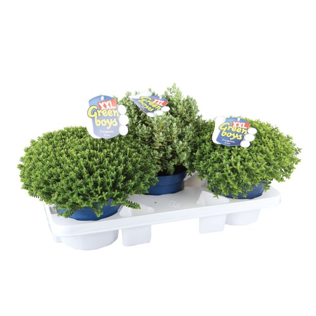 TRAJNICA HEBE, JETIČNIK HYBRID XXL GREEN GLOBE