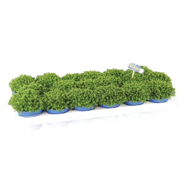 TRAJNICA HEBE, JETIČNIK KIDS GREEN GLOBE