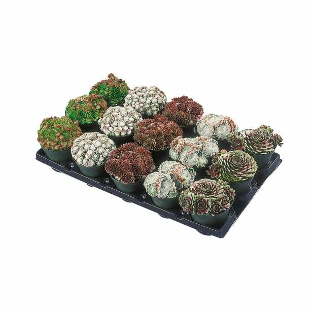 TRAJNICE MIX SUKULENTE L12 MIX SORT