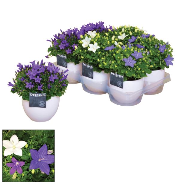 TRAJNICA KLOBUČASTA ZVONČNICA