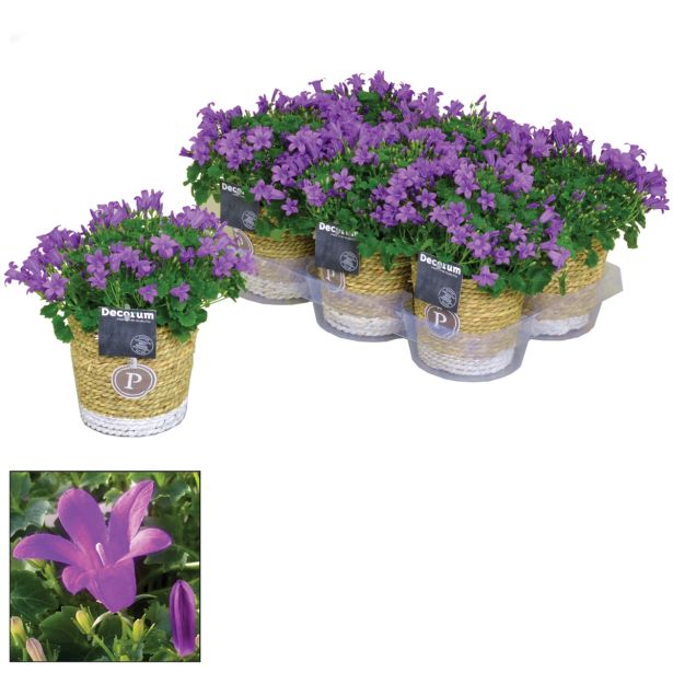 TRAJNICA KLOBUČASTA ZVONČNICA