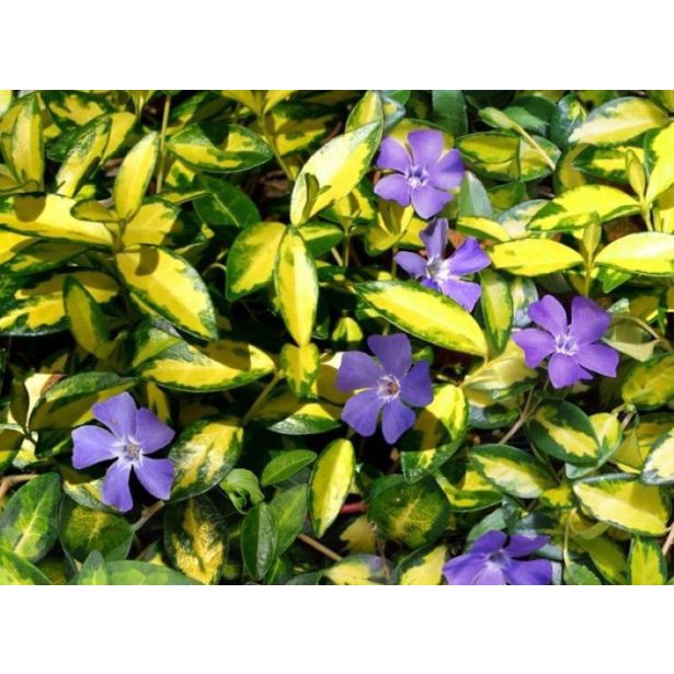 TRAJNICA MALI ZIMZELEN ILLUMINATION L13 CM