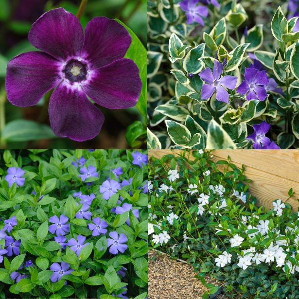 TRAJNICA MALI ZIMZELEN MIX L13 CM