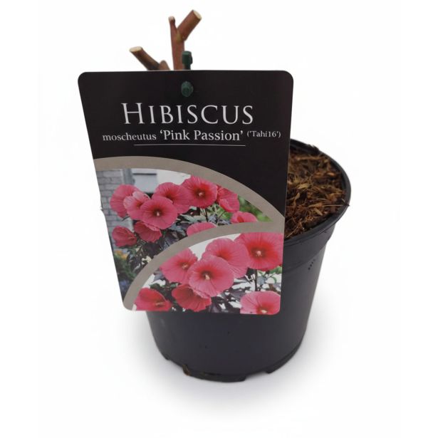 TRAJNICA MOČVIRSKI HIBISKUS PINK PASSION L17 CM