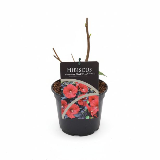 TRAJNICA MOČVIRSKI HIBISKUS REED WINE L17 CM