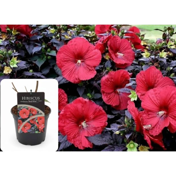 TRAJNICA MOČVIRSKI HIBISKUS REED WINE L17 CM