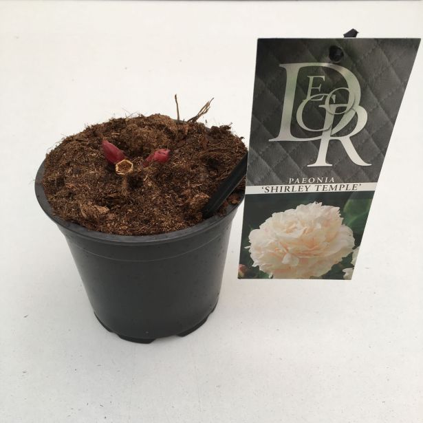 TRAJNICA NAVADNA POTONIKA MIX L12