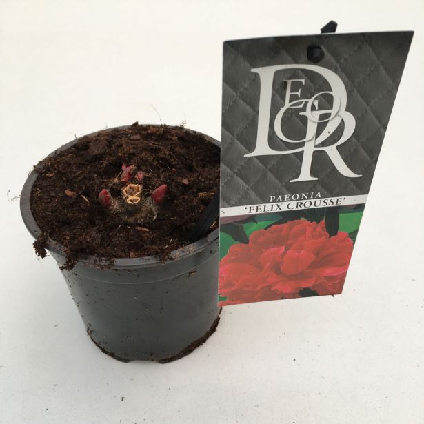 TRAJNICA NAVADNA POTONIKA MIX L12