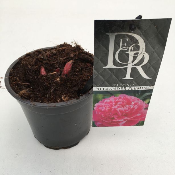 TRAJNICA NAVADNA POTONIKA MIX L12