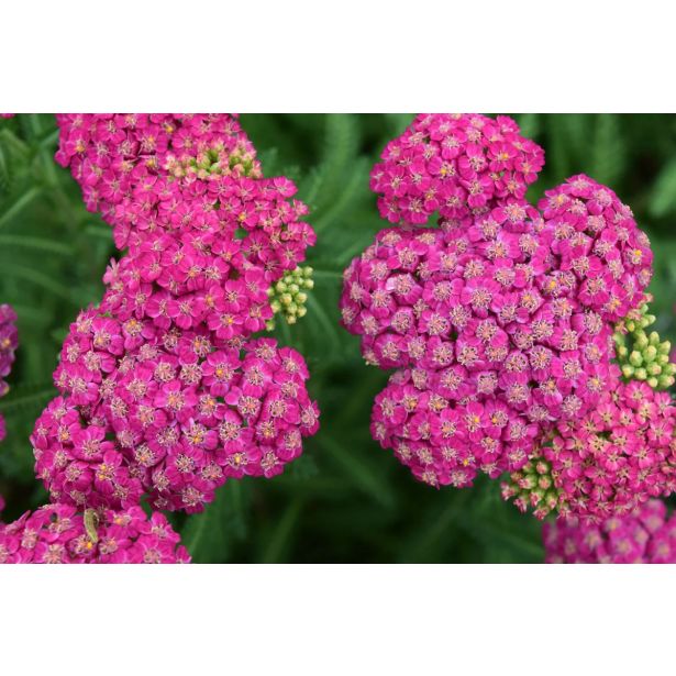 TRAJNICA NAVADNI RMAN MILLY ROCK ROSE L17 CM