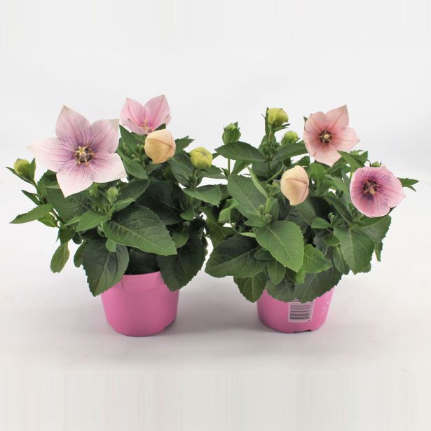 TRAJNICA PLATYCODON (KITAJSKI ZVONČEK) L10.5CM