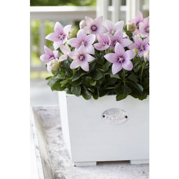 TRAJNICA PLATYCODON (KITAJSKI ZVONČEK) L10.5CM