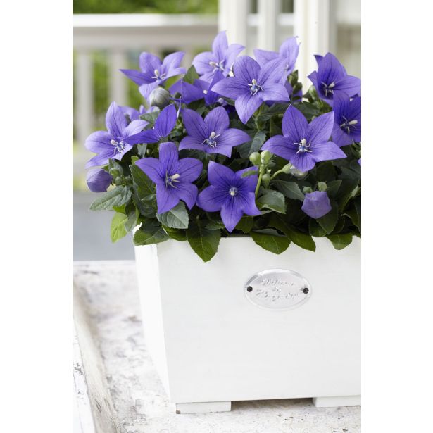 TRAJNICA PLATYCODON (KITAJSKI ZVONČEK) L10.5CM