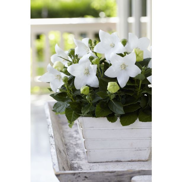 TRAJNICA PLATYCODON (KITAJSKI ZVONČEK) L10.5CM