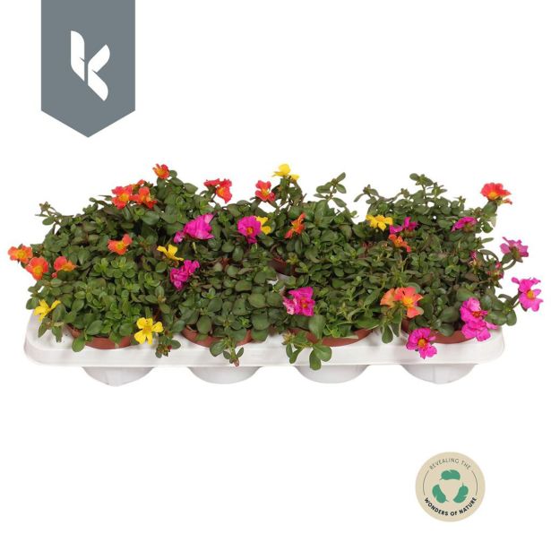 TRAJNICA PORTULACA NANO (NAVADNI TOLŠČAK) L10.5CM