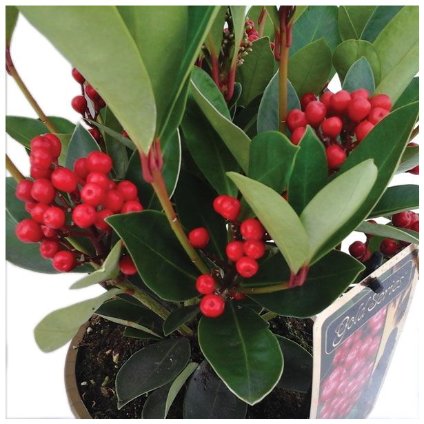 TRAJNICA SKIMMIA JAPONICA OBSESSION