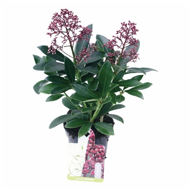 TRAJNICA SKIMMIA JAPONICA RUBELLA