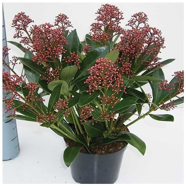 TRAJNICA SKIMMIA JAPONICA RUBELLA