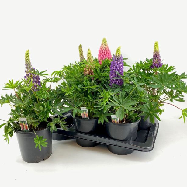 TRAJNICA VOLČJI BOB 17 CM (LUPINIS)