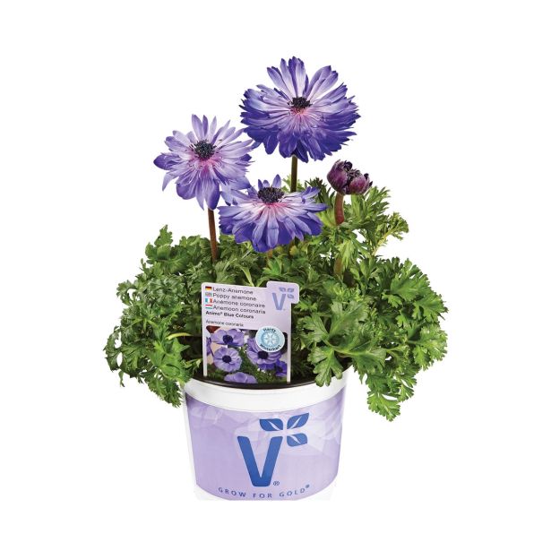 TRAJNICA VOLMARY ANEMONE CORONARIA ANIMO DOUBLE