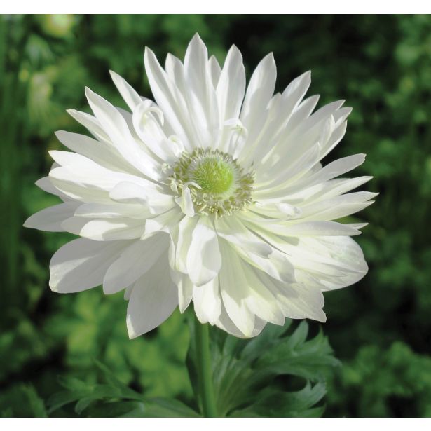 TRAJNICA VOLMARY ANEMONE CORONARIA ANIMO DOUBLE