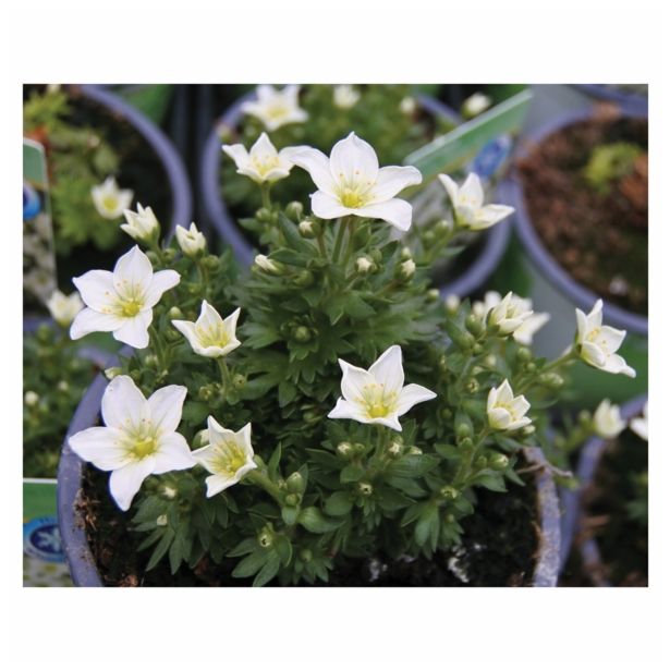 TRAJNICE MIX VOLMARY BLAZINASTE 10.5 CM MIX