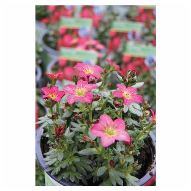 TRAJNICE MIX VOLMARY BLAZINASTE 10.5 CM MIX