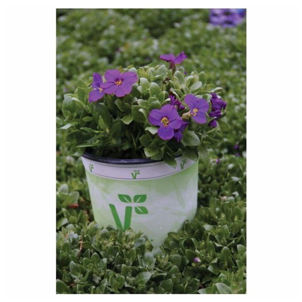 TRAJNICE MIX VOLMARY BLAZINASTE 10.5 CM MIX