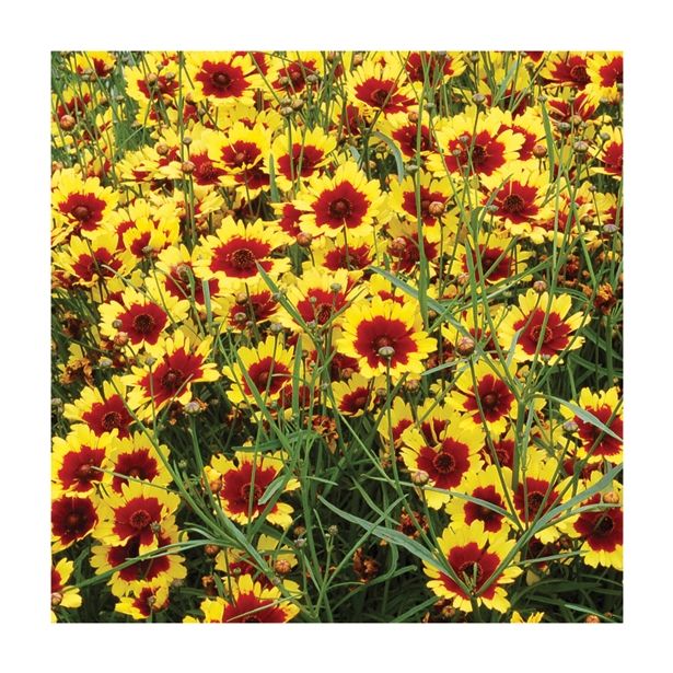 TRAJNICA VOLMARY COREOPSIS VERTICILLATA BENGAL TIGER