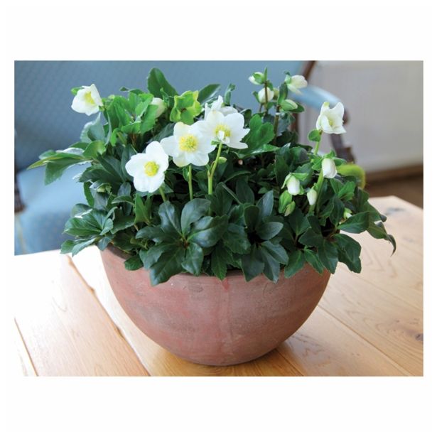 TELOH VOLMARY HELLEBORUS NIGER WINTERSUN-BOŽIČNI L14