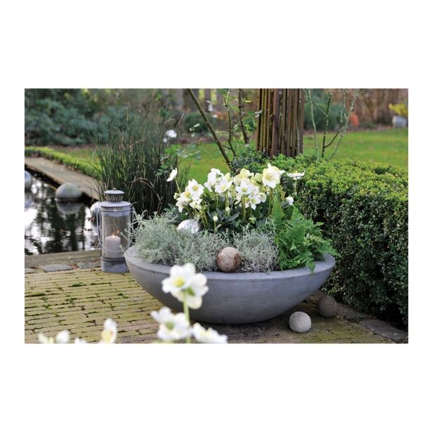 TELOH VOLMARY HELLEBORUS NIGER WINTERSUN-BOŽIČNI L14