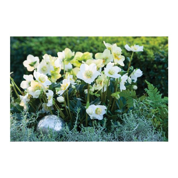 TELOH VOLMARY HELLEBORUS NIGER WINTERSUN-BOŽIČNI L14