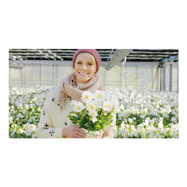 TELOH VOLMARY HELLEBORUS NIGER WINTERSUN-BOŽIČNI L14