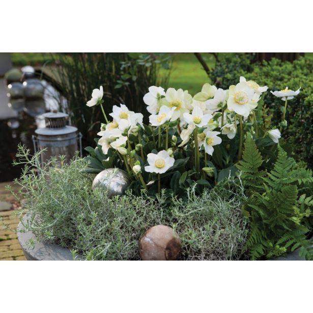 TELOH VOLMARY HELLEBORUS NIGER WINTERSUN-BOŽIČNI L14