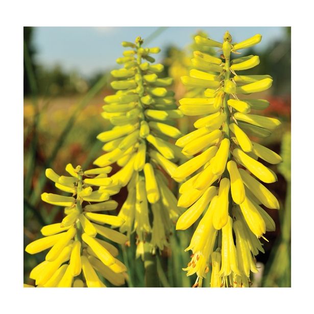 TRAJNICA VOLMARY KNIPHOFIA UVARIA L17 MIX BAKLASTATA LILIJA