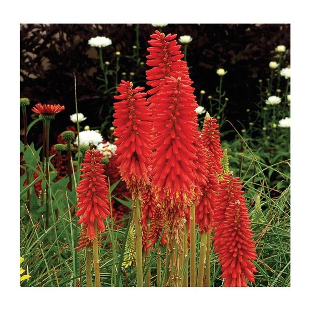 TRAJNICA VOLMARY KNIPHOFIA UVARIA L17 MIX BAKLASTATA LILIJA