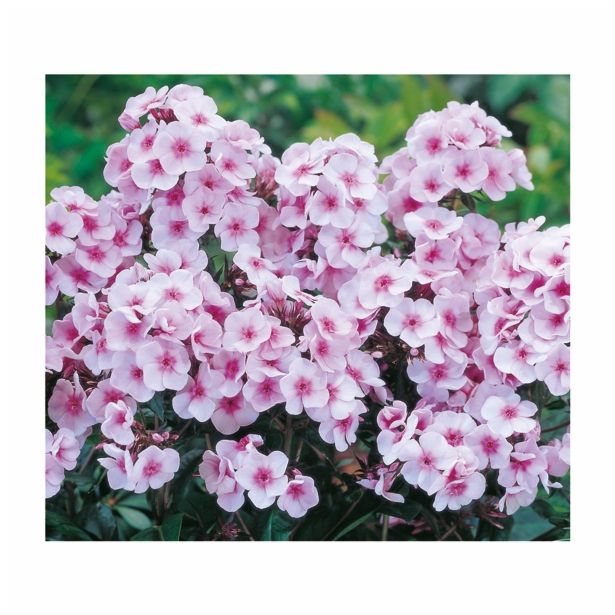 TRAJNICA VOLMARY L23 CM