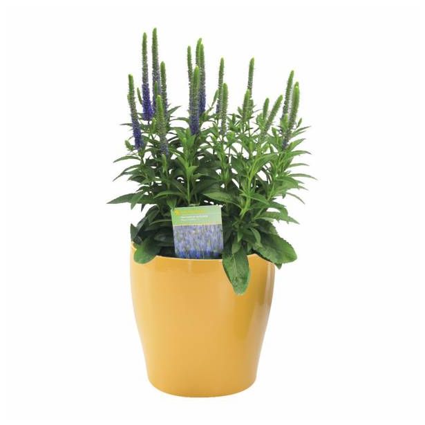 TRAJNICA VOLMARY L23 CM