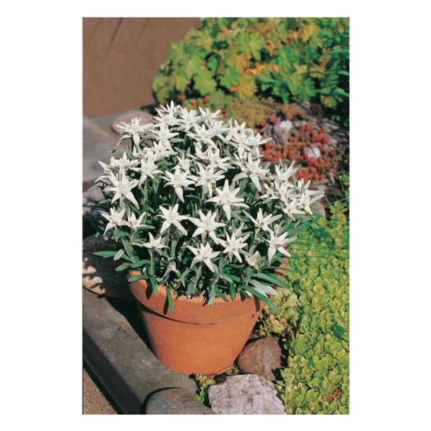 PLANIKA VOLMARY LEONTOPODIUM ALPINUM ALPINE GLORY L13