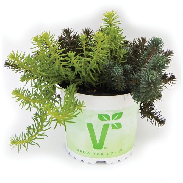 TRAJNICA VOLMARY SEDUM TRIO MIX